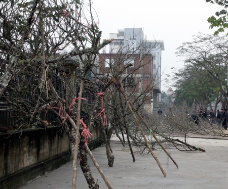 Đào Lào vừa xuống phố đã được trả giá chục triệu - 5