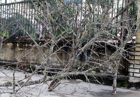 Đào Lào vừa xuống phố đã được trả giá chục triệu - 3