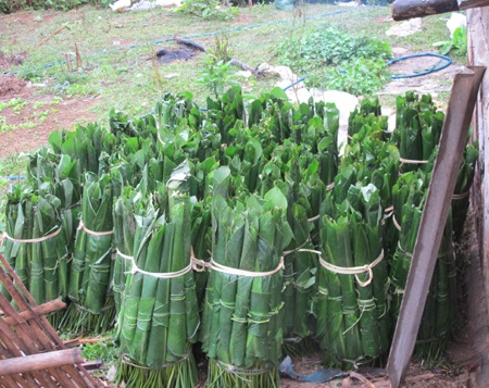 Ngược núi săn lá dong rừng cuối năm - 10