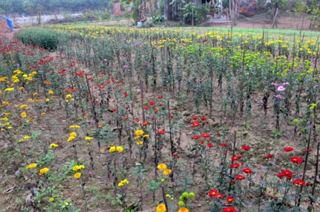 Hoa tết - người cười được mùa, kẻ khóc trắng tay - 16