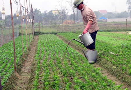 Hoa tết - người cười được mùa, kẻ khóc trắng tay - 23