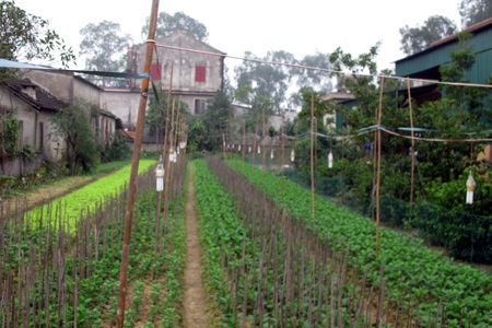 Hoa tết - người cười được mùa, kẻ khóc trắng tay - 21