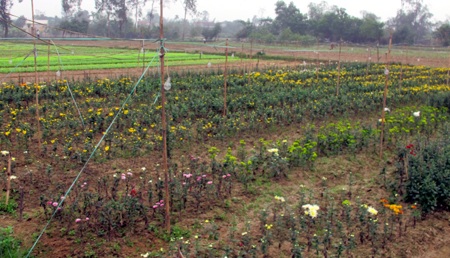 Hoa tết - người cười được mùa, kẻ khóc trắng tay - 19