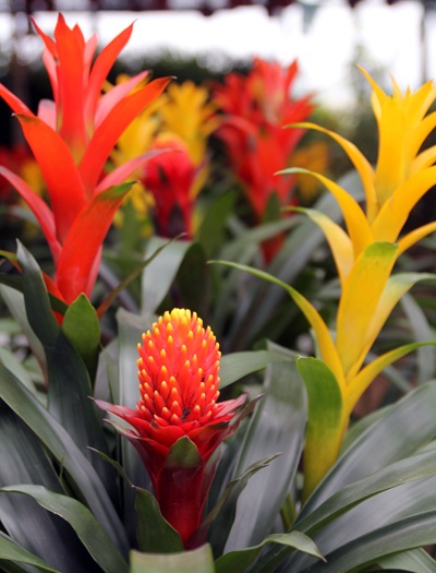 Sắc xuân ngập phố - 7