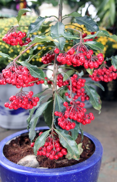 Sắc xuân ngập phố - 9