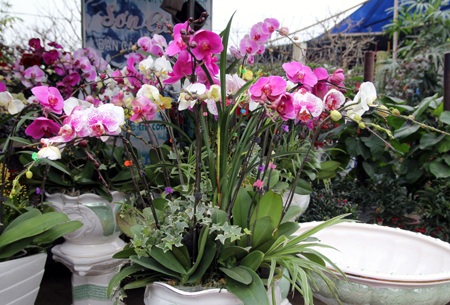 Sắc xuân ngập phố - 4