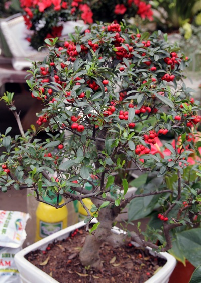 Sắc xuân ngập phố - 5