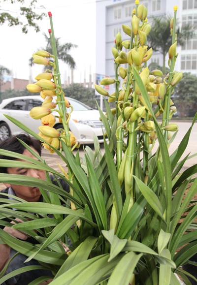 Sắc xuân ngập phố - 6