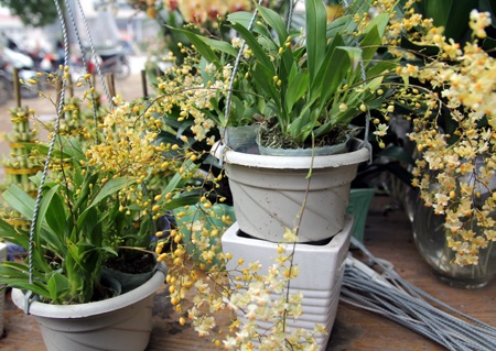 Sắc xuân ngập phố - 8