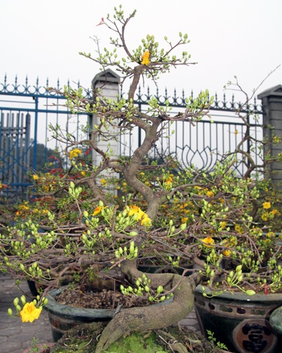 Sắc xuân ngập phố - 1