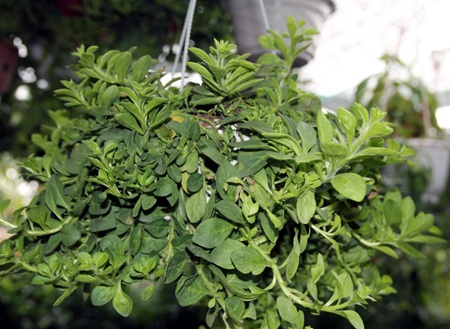 Sắc xuân ngập phố - 10