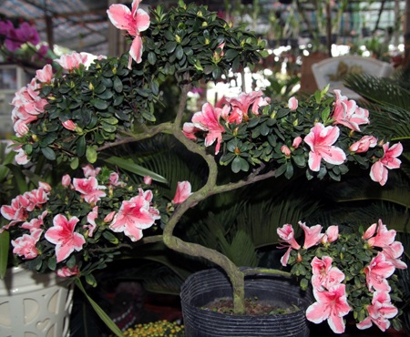 Sắc xuân ngập phố - 11