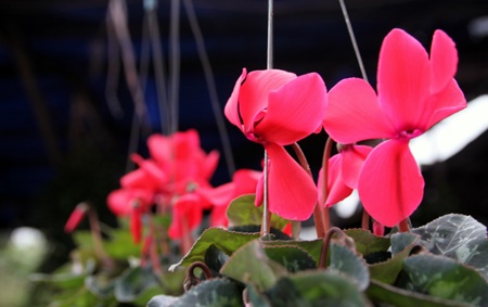 Sắc xuân ngập phố - 12