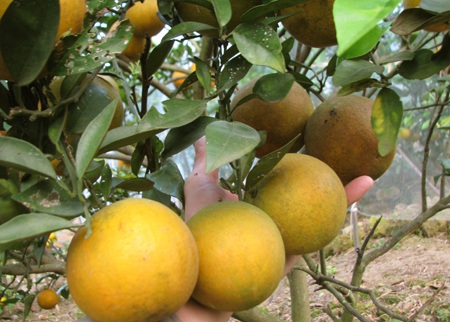 Thương lái “săn lùng”, cam Xã Đoài “sốt” giá - 2