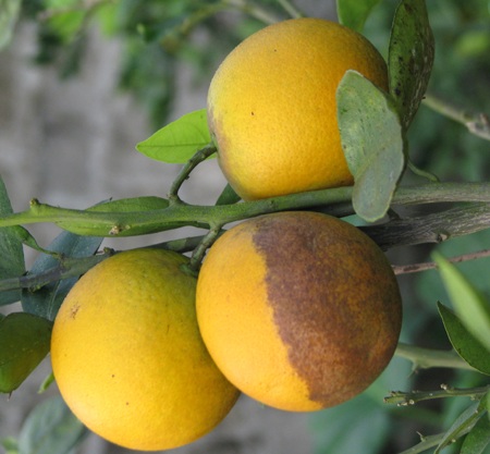 Thương lái “săn lùng”, cam Xã Đoài “sốt” giá - 1