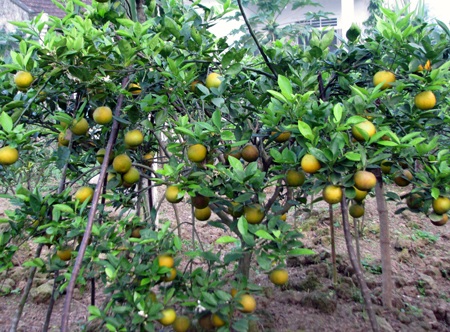 Thương lái “săn lùng”, cam Xã Đoài “sốt” giá - 3