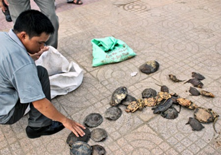 Số rùa tang vật vụ việc được cơ quan chức năng bàn giao cho Vườn quốc gia Pù Mát (Ảnh: H.G)