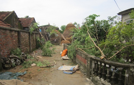 Cây cối gãy đổ...