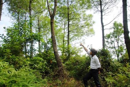Nghi án kịch bản được dàn dựng sau cái chết của một kế toán - 1 Cây thông cao gần 3m, liệu nạn nhân có tự thắt cổ được?