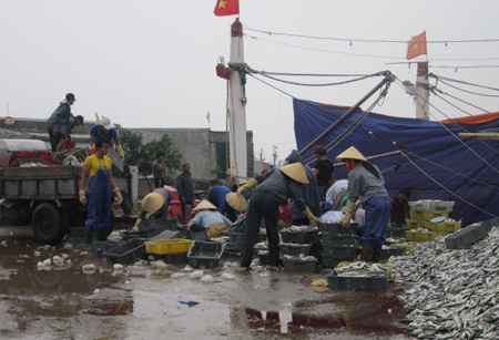 Hối hả thủ thu hoạch những mẻ cá cuối cùng.