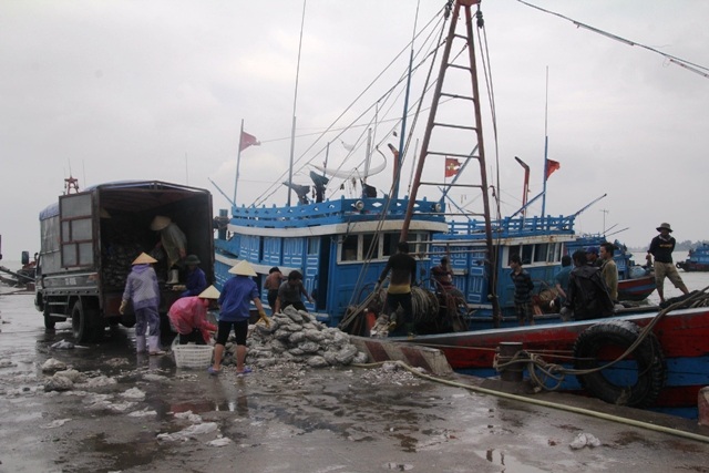 Hối hả thủ thu hoạch những mẻ cá cuối cùng.