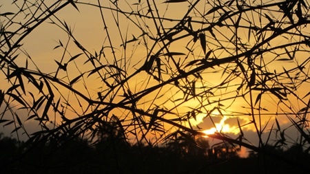 Mặt trời dần nấp sau lũy tre làng.