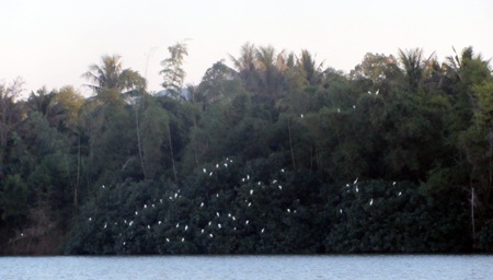 Và cò, vạc cũng rủ nhau đi ngủ, đậu trắng cả cành cây.