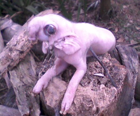 Con lợn con y hệt con voi chỉ nặng hơn 1,5kg, sau khi chào đời hơn 2 tiếng đồng hồ nó đã qua đời.