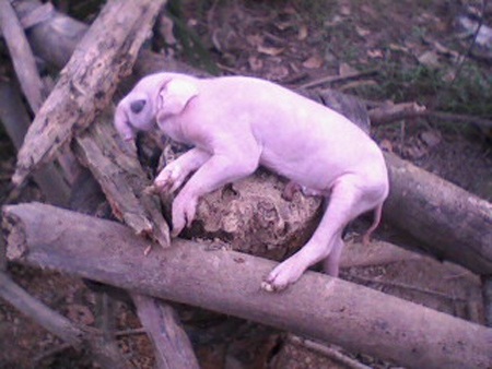 Con lợn con, hình thù con voi, tai to, mắt lồi to, mõm dài...