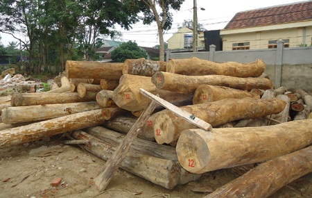 Gỗ lậu được đưa về Hạt kiểm lâm sau 1 tháng truy quét (Ảnh: N.T).