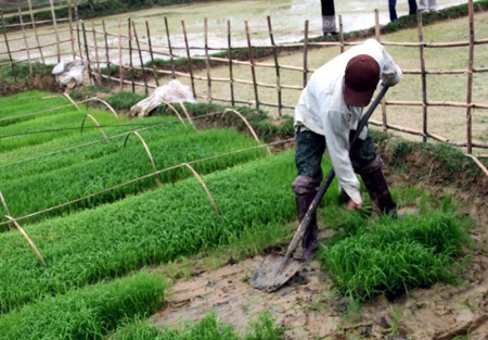 Nô nức hội xuống đồng 2012 - 4