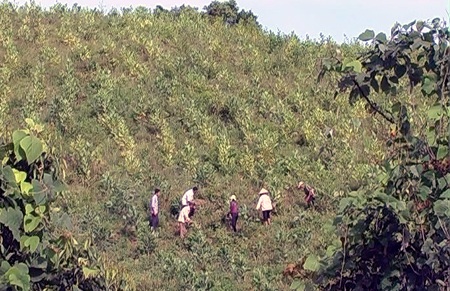 Kiểm lâm Nghệ An nợ dân gần 680 tấn gạo - 1