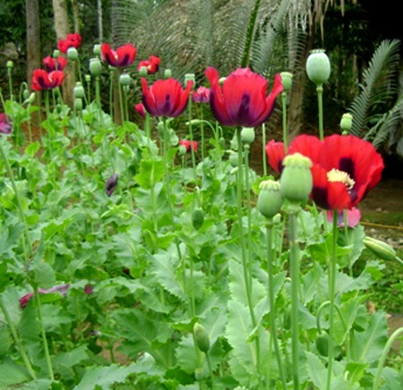 Thuốc phiện trồng xen với... rau cải - 2 Thuốc phiện trồng xen với... rau cải - 2