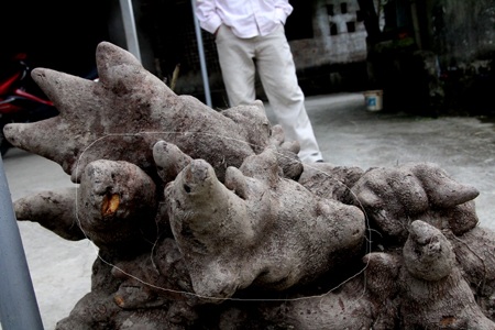 Củ khoai Vạc hơn 60kg có hình thù kỳ dị