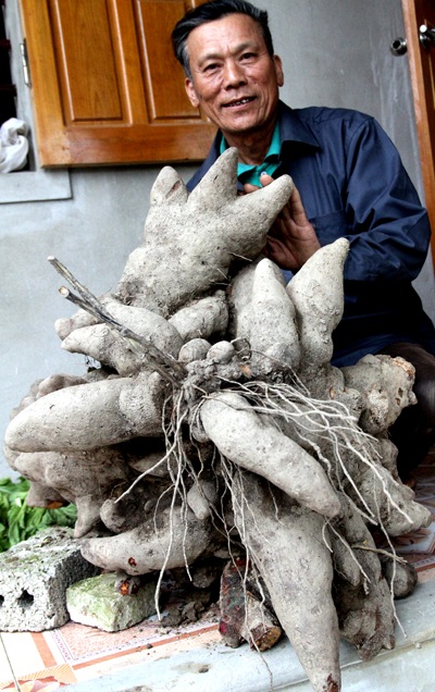 Củ khoai Vạc hơn 60kg có hình thù kỳ dị