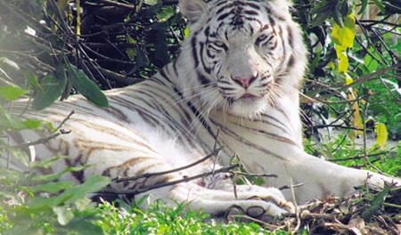 Nghệ An: Hổ trắng chào đời tại khu du lịch