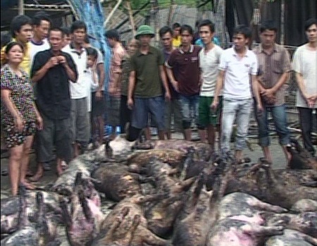 Trang trại bốc cháy, gần 600 con lợn, gà bị quay chín