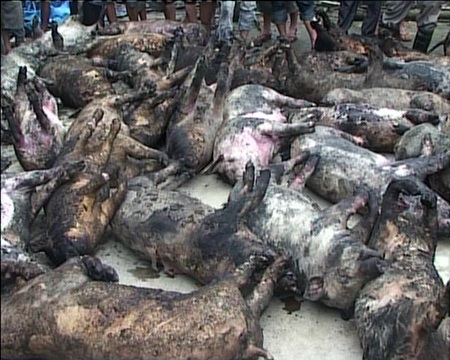 Trang trại bốc cháy, gần 600 con lợn, gà bị quay chín