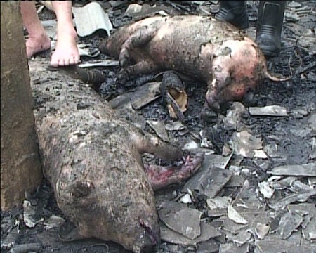 Trang trại bốc cháy, gần 600 con lợn, gà bị quay chín