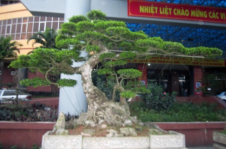 Những cây cảnh giá triệu đô 