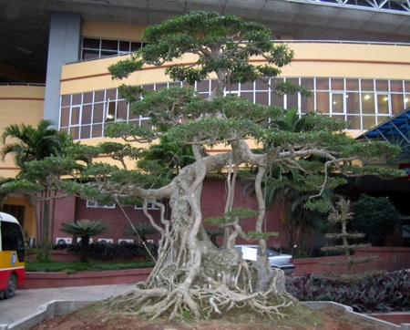 Những cây cảnh giá triệu đô 