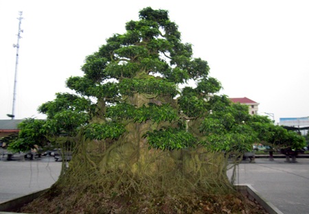 Những cây cảnh giá triệu đô 