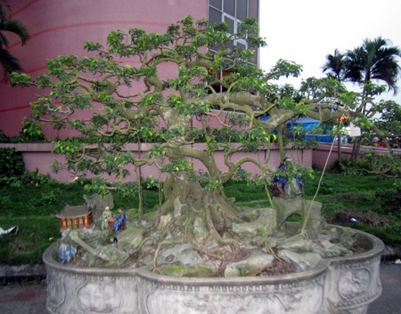 Những cây cảnh giá triệu đô - 17 Những cây cảnh giá triệu đô