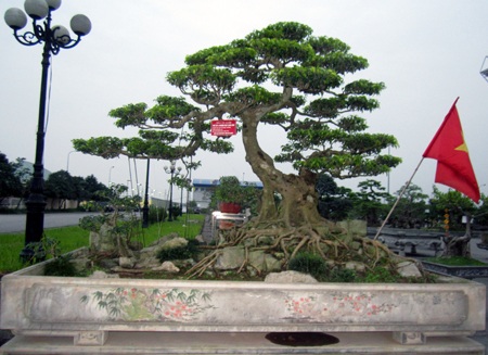 Những cây cảnh giá triệu đô 