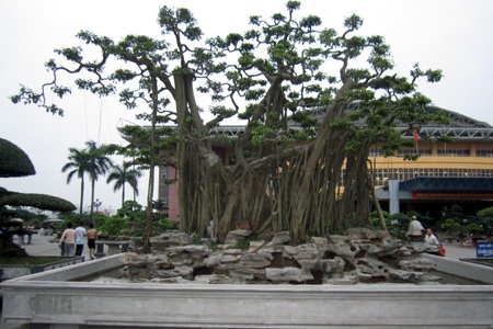 Những cây cảnh giá triệu đô 