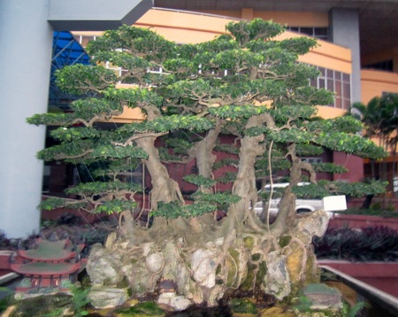 Những cây cảnh giá triệu đô 