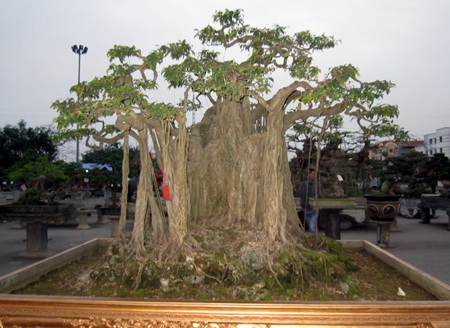 Những cây cảnh giá triệu đô 