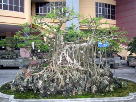 Những cây cảnh giá triệu đô 