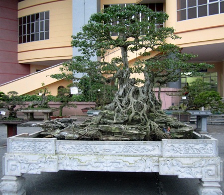 Những cây cảnh giá triệu đô 