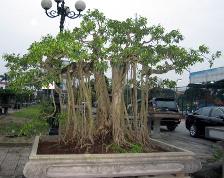 Những cây cảnh giá triệu đô 